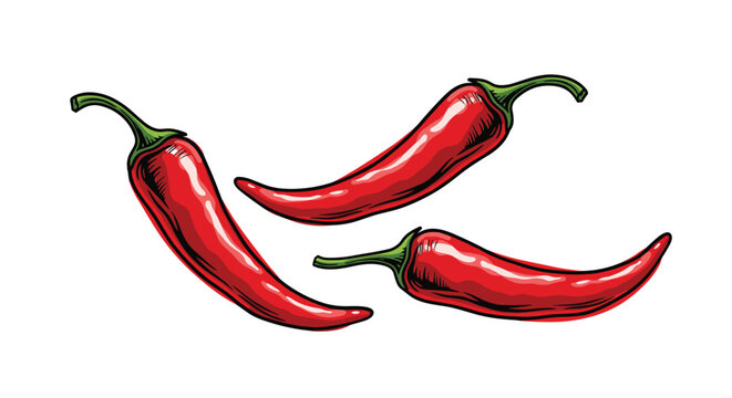 Hand-drawn vector illustration of three vibrant red chili peppers isolated on a white background for spicy food concepts.