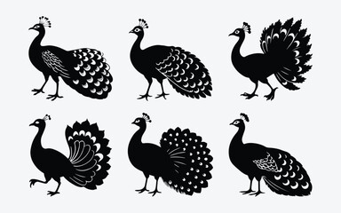 Black White Peacock Silhouette Collection