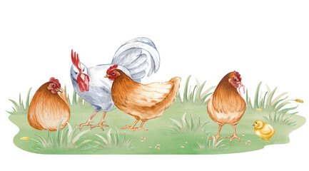 A composition with a white rooster, brown hens and a chicken on green grass. Watercolor illustration of a chicken family in a poultry yard in natural colors. Realistic birds on an isolated background