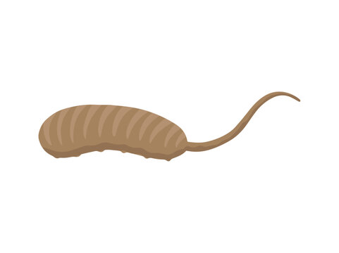 Rat Tailed Worm Maggot