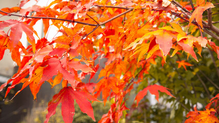 紅葉 秋の陽射しと鮮やかな赤いカエデ