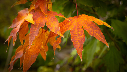 秋の風景 赤く美しく色づいた紅葉の葉