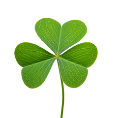 Three leaf clover on black background signifying good luck and fortune