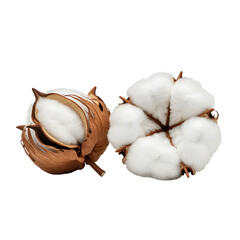 Two natural cotton flowers isolated on a clean black background