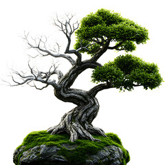 Unique Bonsai Tree Divided Between Life and Death on Black Background
