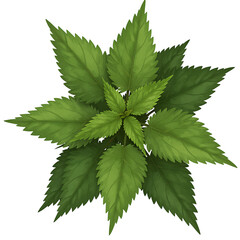 Vibrant green nettle plant illustration against black background for nature designs