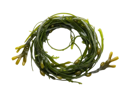 Close-up shot of a coil of fresh, vibrant green seaweed, isolated on white background.