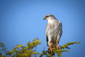 Gray hawk perched on a tree branch against a clear blue sky
