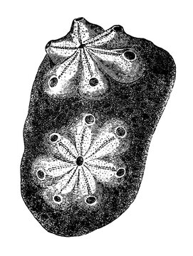 Botryllus, a colonial sea squirt species displaying vibrant colorful zooid clusters, underwater marine life specimen, old vintage illustration, 1899.