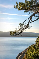 Pine tree branch overlooking a serene lake at sunset