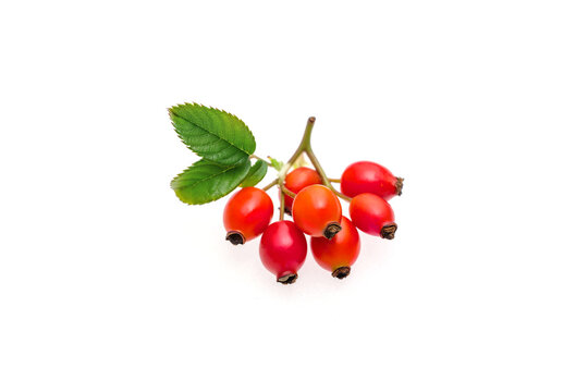 rose hip berry with leaves isolated on white background - Powered by Adobe