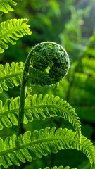 Close-up of a fern's spiral unfurling frond illuminated by sunlight, vibrant green with delicate texture