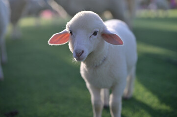 A cute, light-colored lamb stands in a grassy field, looking directly at the camera with curious eyes and soft ears.