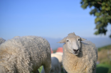 A close-up of a sheep among others, showcasing its fluffy wool and cheerful expression in a natural landscape.
