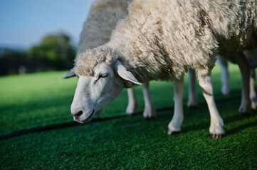A close-up of a sheep grazing on green grass, showcasing its fluffy wool and serene expression in a pastoral setting.