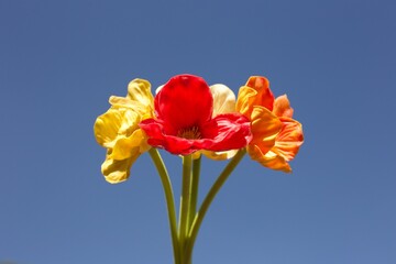 Obraz premium Poppy flowers on blue sky background