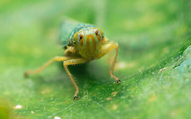 Green leafhopper insect standing on a vibrant leaf