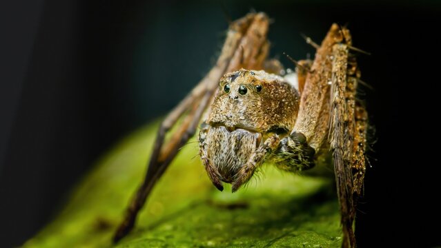 Lynx spider resting on green leaf macro close-up