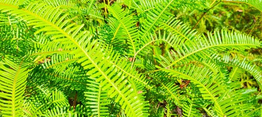 green fern leaves