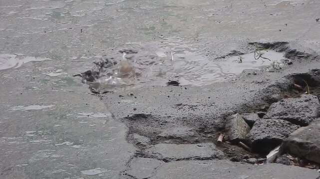 Close-up view of a large, water-filled pothole in an asphalt road during a heavy rainstorm. Water drips continually into the standing pool. The footage includes the dramatic sound of pouring rain.