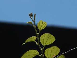 A vibrant bidara branch with oval green leaves glows under the sunlight, set against a clear blue...