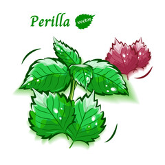 大葉(青しそと赤しそ)のポップなベクターイラスト素材｜新鮮野菜