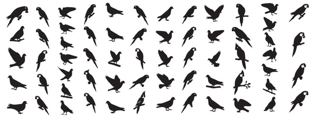 Obraz premium All type of Bird silhouette vector illustration. 