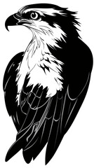 Fototapeta premium Black and white vector illustration of osprey bird side profile with detailed feathers and sharp beak isolated on white background minimalist style