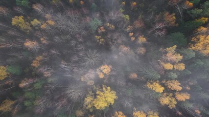 Meilunai, Lithuania, 26 October 2025 - Above the cloudy colorful forest.