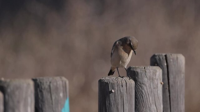 Northern wheatear on a perch