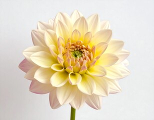 Delicate yellow dahlia blossom against a clean white backdrop offers elegance