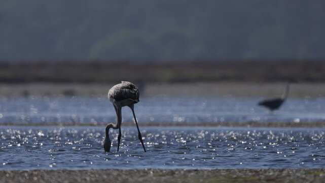 Flamingo searching for food in a lake Slow motion