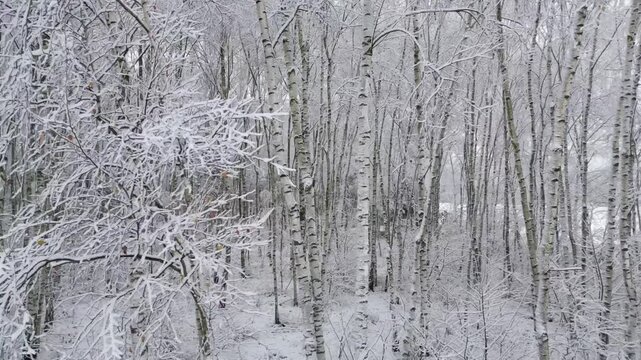 A gentle drone strafe reveals dense birch trunks wrapped in winter snow, captured at mid-height in smooth slow motion