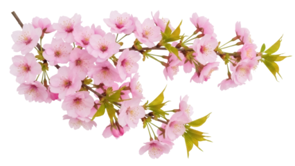 Delicate pink cherry blossom branch isolated PNG on transparent background, spring floral element for design and decoration