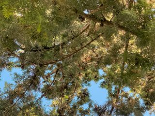 Looking up through dense pine canopy with sunlight filtering down