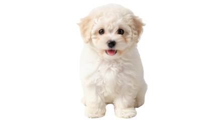 Adorable Bichon Frise puppy PNG isolated on transparent background, fluffy white dog with curly fur and cute expression for pet-related designs