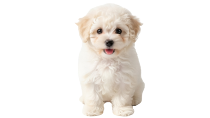 Adorable Bichon Frise puppy PNG isolated on transparent background, fluffy white dog with curly fur and cute expression for pet-related designs