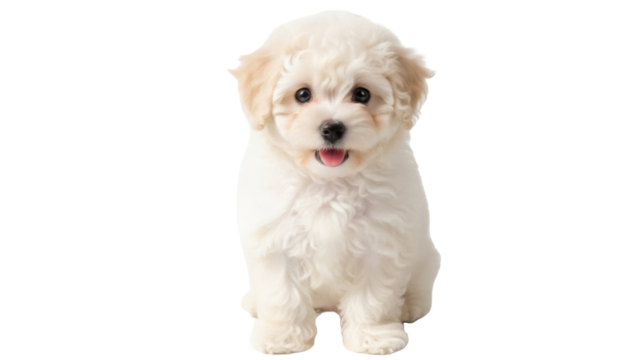 Adorable Bichon Frise puppy PNG isolated on transparent background, fluffy white dog with curly fur and cute expression for pet-related designs