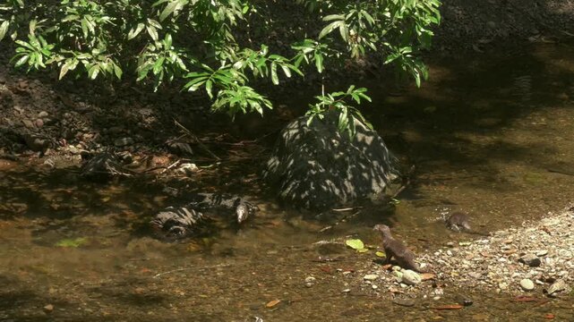 Asian small-clawed otters cautiously confront a large monitor lizard in the river shallows of Tabin Wildlife Reserve, circling and assessing before retreating as the lizard advances.