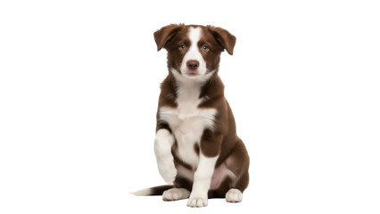 Adorable brown and white Border Collie puppy sitting isolated PNG, cute dog with paw up on...