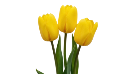Three yellow tulip flowers isolated PNG on transparent background, spring bloom bouquet for floral design and decoration