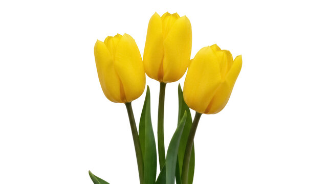 Three yellow tulip flowers isolated PNG on transparent background, spring bloom bouquet for floral design and decoration