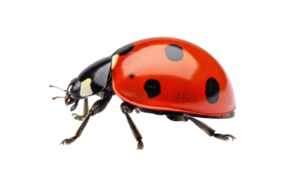 Red ladybug with black spots isolated on transparent background PNG, close-up of a seven-spot ladybird for biology and nature studies