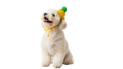 Adorable fluffy puppy with yellow hat and green pompom isolated PNG, cute dog on transparent background for pet-related designs and cheerful projects