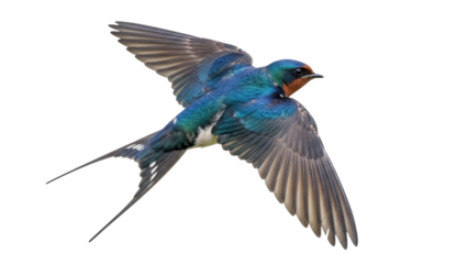 Barn swallow flying PNG isolated on transparent background, colorful bird with long tail feathers in flight, migratory animal