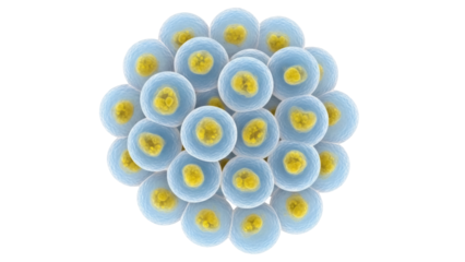 Embryonic stem cells isolated PNG, spherical cells with a nucleus, cellular biology and development, stem cell research, regenerative medicine, cell therapy