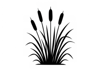 Cattail plants growing, tall marsh reeds silhouette icon design, swamp element vector, transparent background
