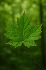 green maple leaf