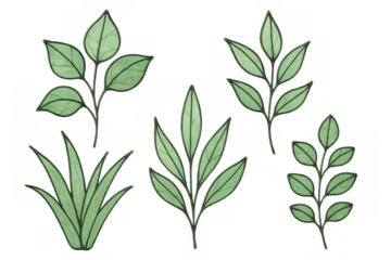 Green leaves sprigs and grass drawing in watercolor style with outline strokes, botanical elements on transparent background