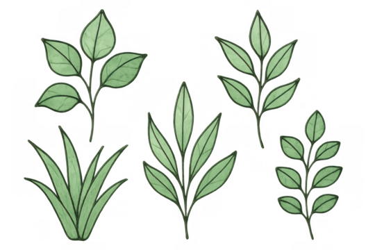 Green leaves sprigs and grass drawing in watercolor style with outline strokes, botanical elements on transparent background - Powered by Adobe